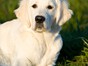 2011-dogs-gabilueckmann-022