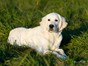 2011-dogs-gabilueckmann-023