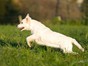 2011-dogs-gabilueckmann-035